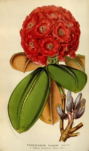 Rhododendron fulgens