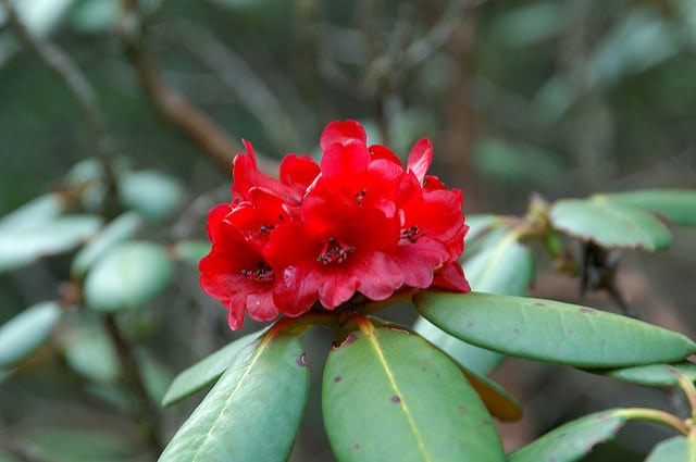 Rhododendron fulgens