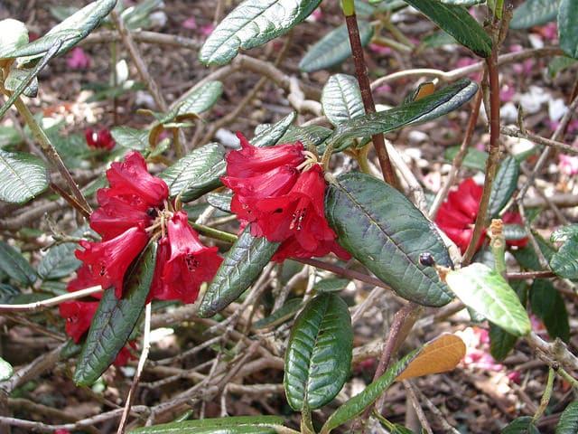 Rhododendron fulgens