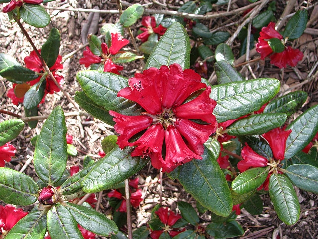Rhododendron fulgens