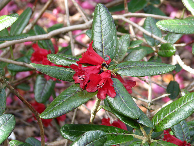 Rhododendron fulgens
