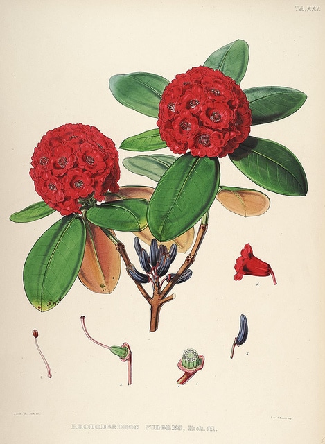 Rhododendron fulgens