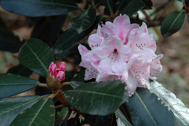 Rhododendron fulvum