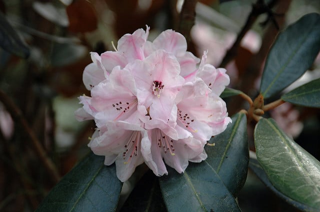 Rhododendron fulvum