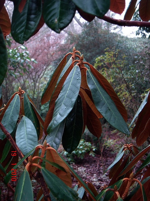 Rhododendron fulvum