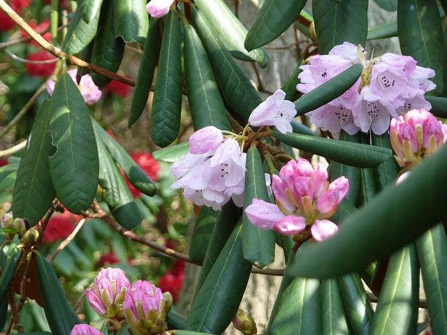 Rhododendron fulvum