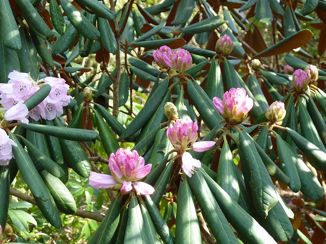 Rhododendron fulvum