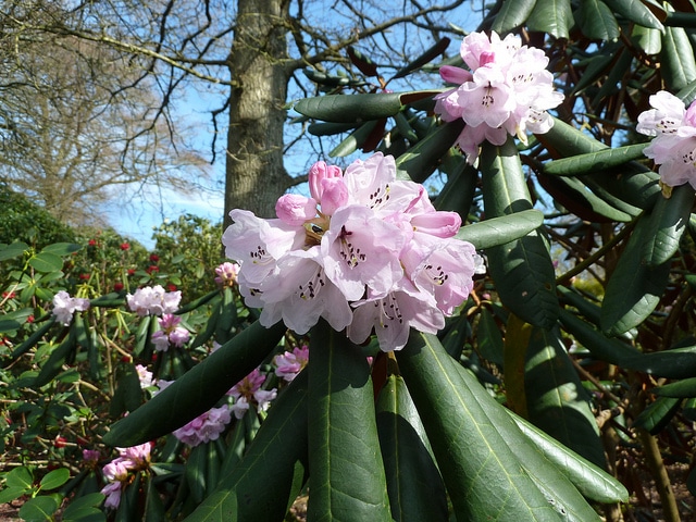 Rhododendron fulvum