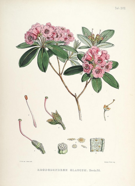 Rhododendron glaucophyllum
