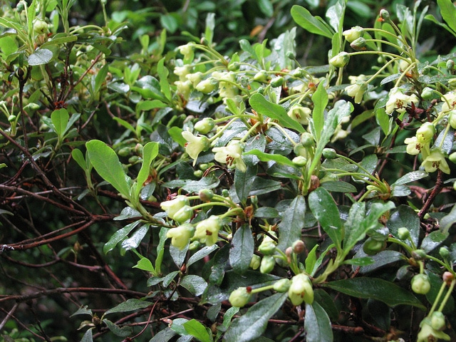 Rhododendron glaucophyllum