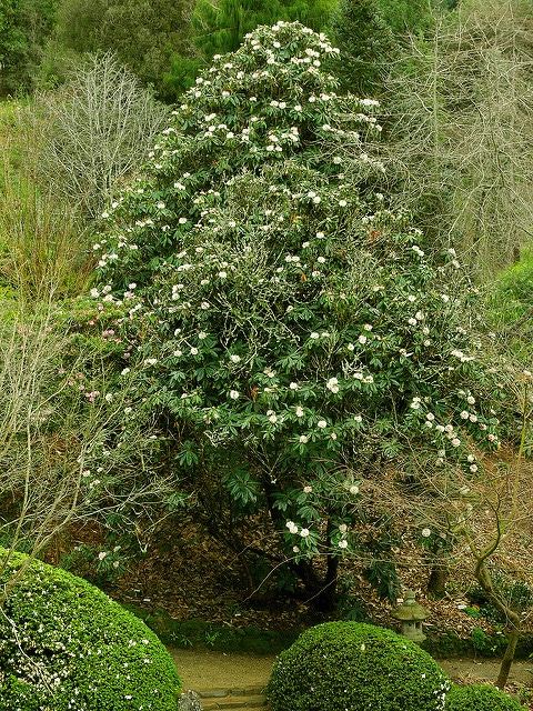 Rhododendron grande