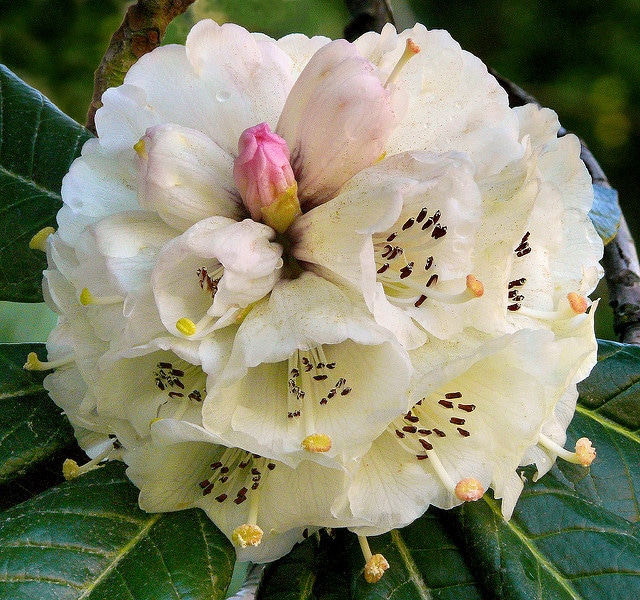 Rhododendron grande