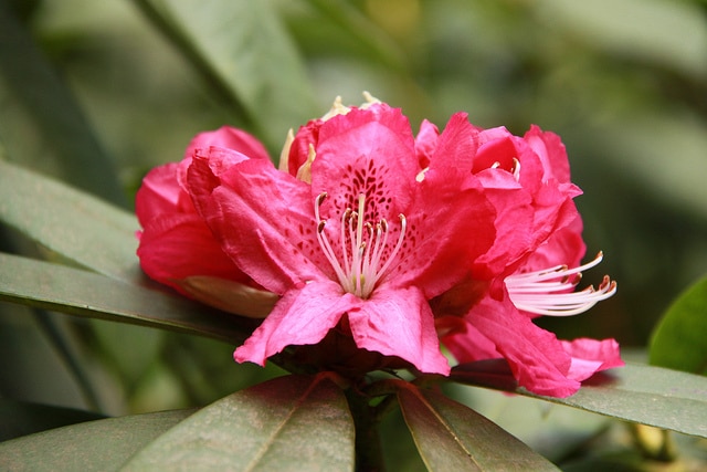 Rhododendron grande