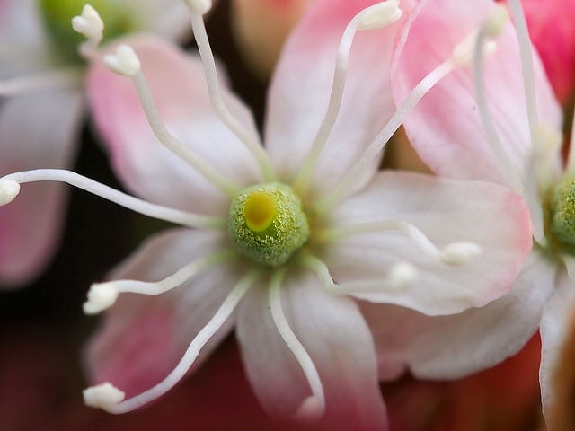 Lédon du groenland (Rhododendron groenlandicum)