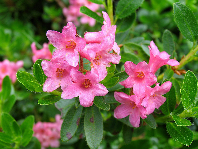 Rhododendron cilié