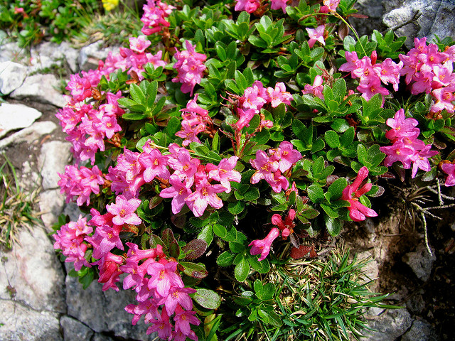Rhododendron cilié