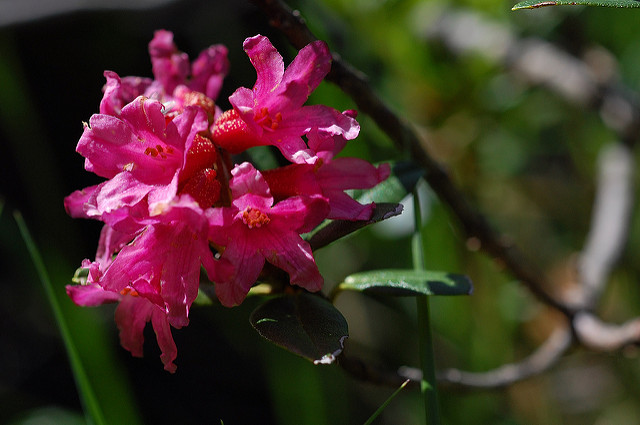 Rhododendron cilié