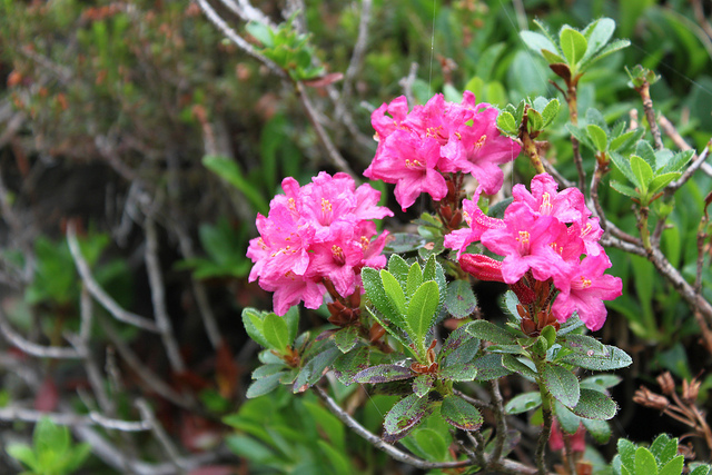 Rhododendron cilié