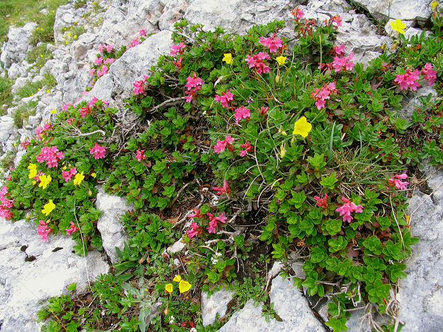 Rhododendron cilié (Rhododendron hirsutum)