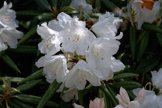 Rhododendron hyperythrum