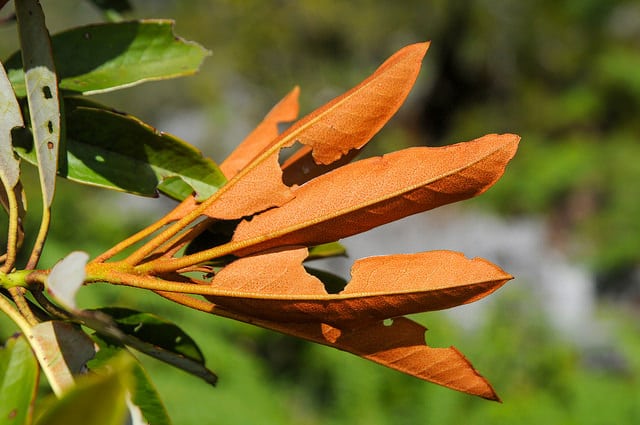 Rhododendron hyperythrum