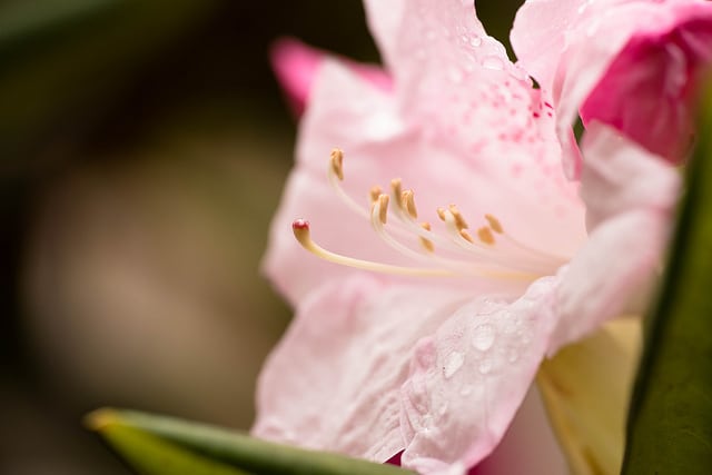 Rhododendron hyperythrum