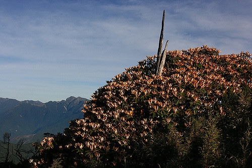 Rhododendron hyperythrum