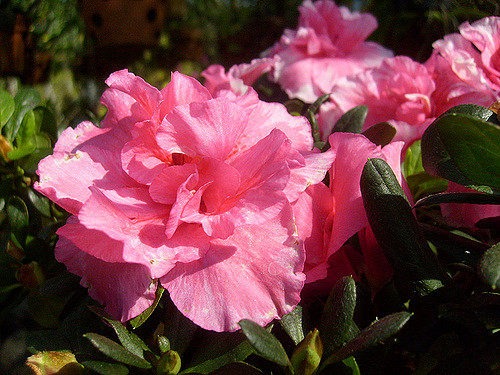 Rhododendron emmêlé (Rhododendron impeditum)