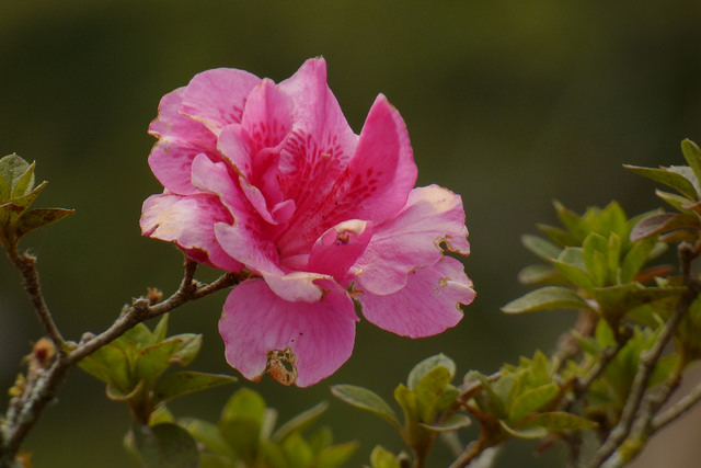 Rhododendron indicum