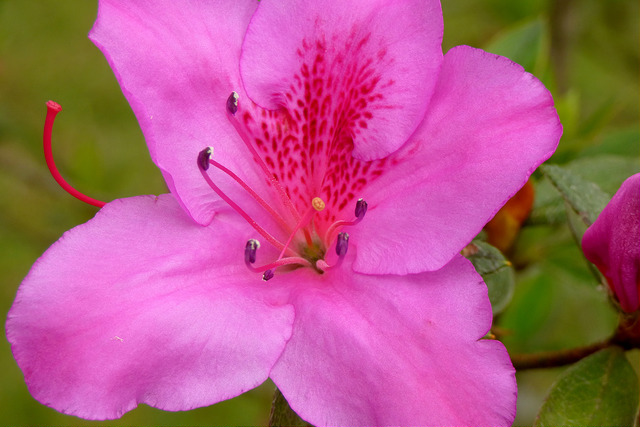 Rhododendron indicum
