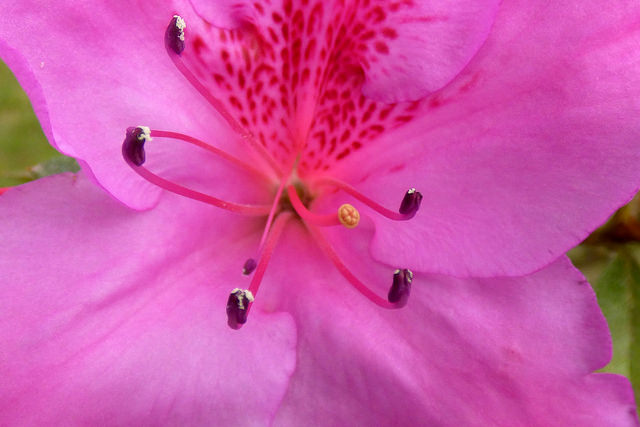 Rhododendron indicum