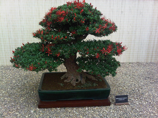 Rhododendron indicum