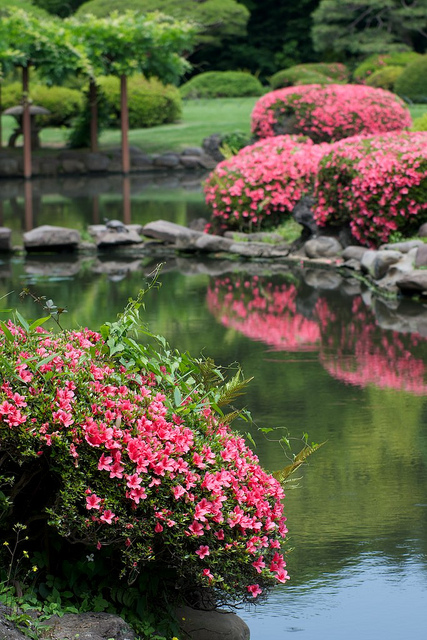 Rhododendron indicum