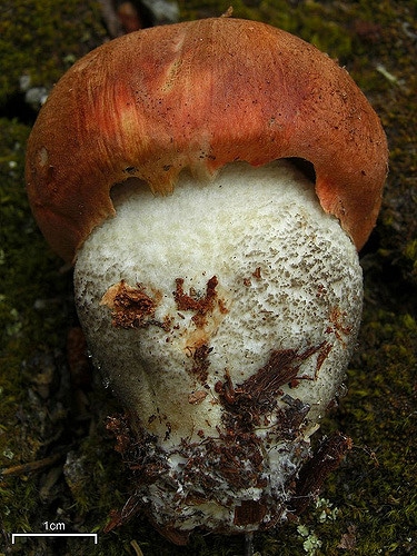 Rhododendron insigne