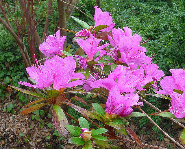 Rhododendron kaempferi
