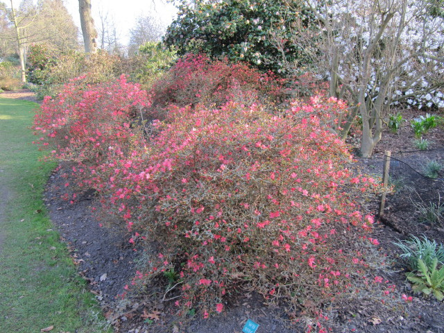 Rhododendron kaempferi