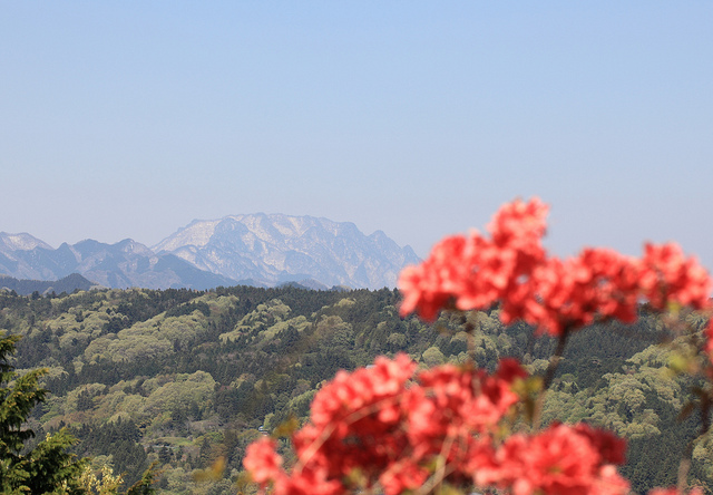 Rhododendron kaempferi