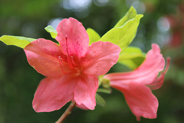 Rhododendron kaempferi
