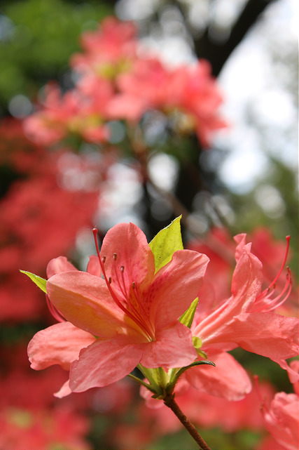 Rhododendron kaempferi