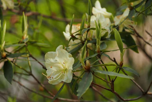 Rhododendron keiskei