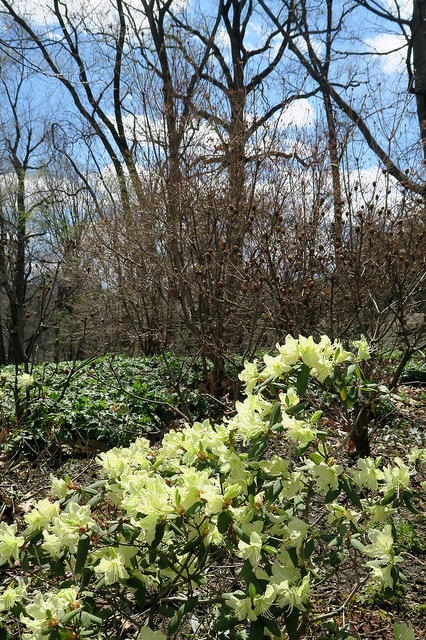 Rhododendron keiskei