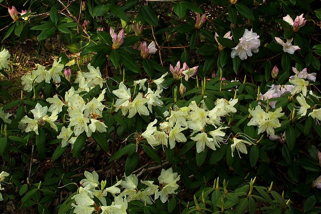 Rhododendron keiskei (Rhododendron keiskei)