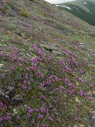 Rhododendron lapponicum