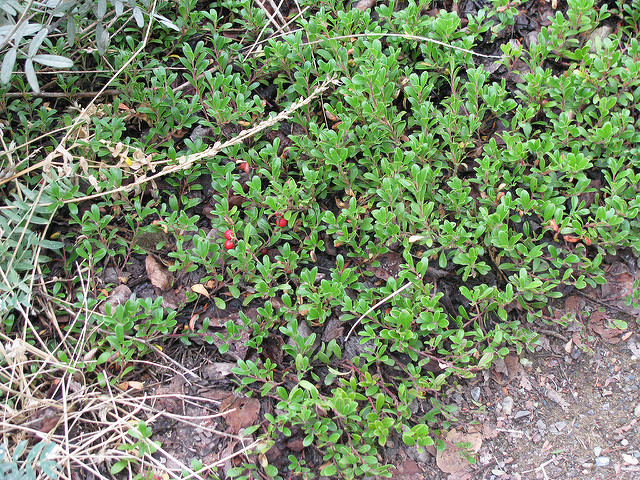 Rhododendron lapponicum