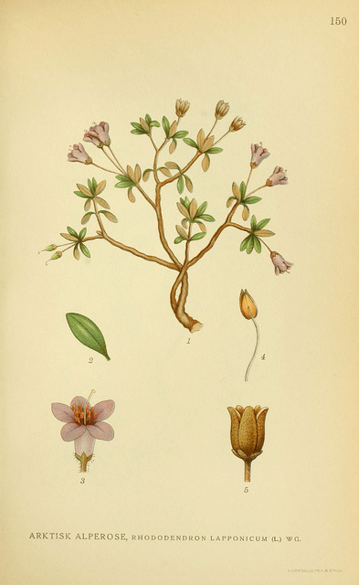 Rhododendron lapponicum
