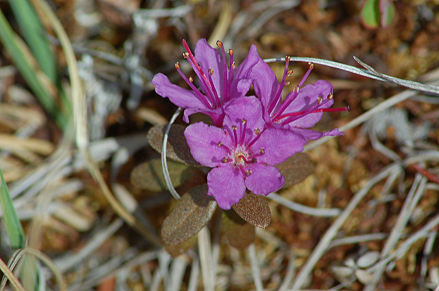 Rhododendron lapponicum