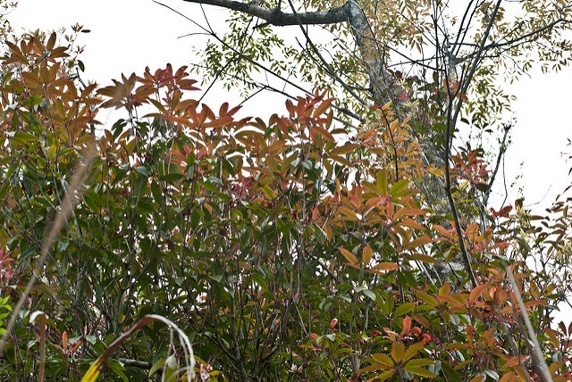 Rhododendron latoucheae