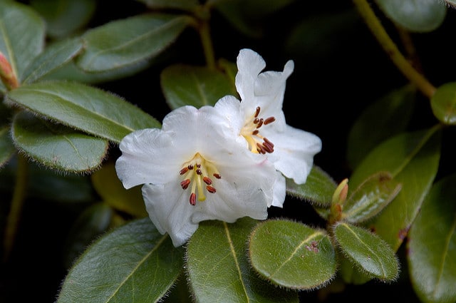 Rhododendron leucaspis
