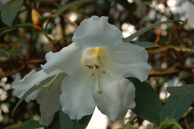 Rhododendron lindleyi