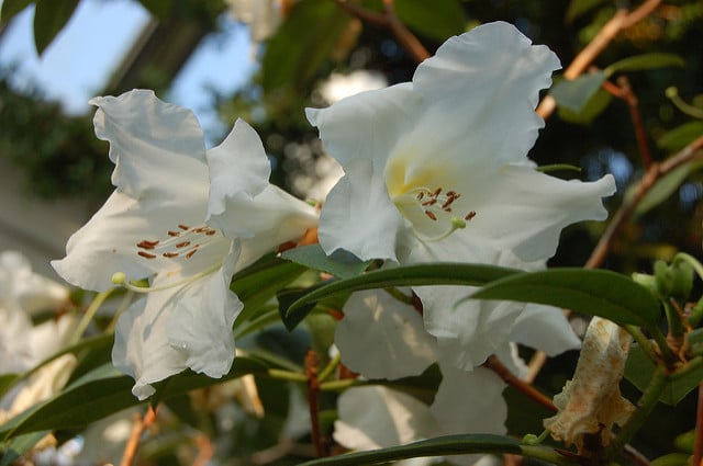 Rhododendron lindleyi